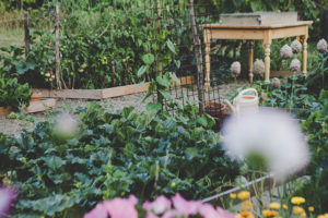 companion planting
