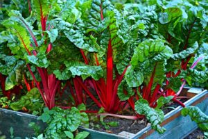 Raised Bed Gardening