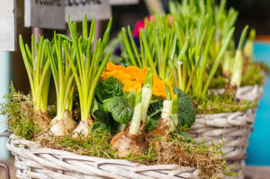 Container Gardening